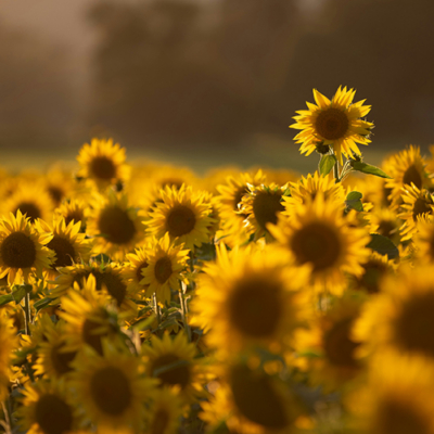 ‘Gardens’ Day Retreat (Grief, loss, and hope)